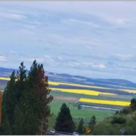 Cannola Field in Idaho